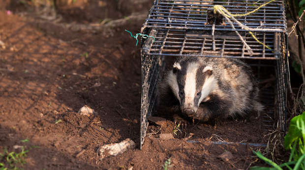 Badger being released by ZSL staff after sampling and vaccination