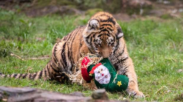Amur tiger cub with a Christmas stocking