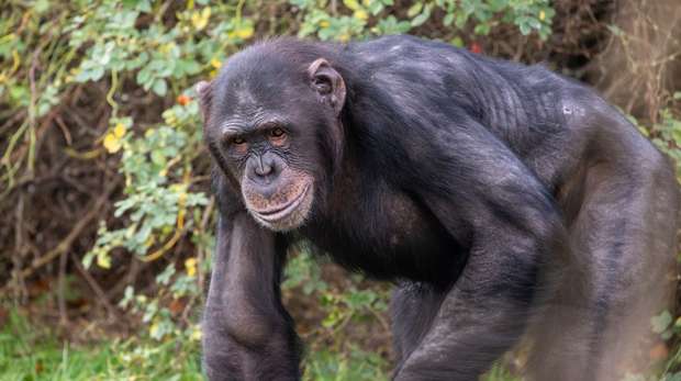 Elvis the chimpanzee at ZSL Whipsnade Zoo