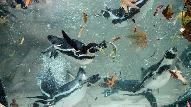 Humboldt penguins take an autumn swim at ZSL London Zoo