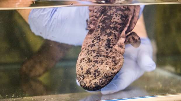 Professor Lew the Chinese giant salamander
