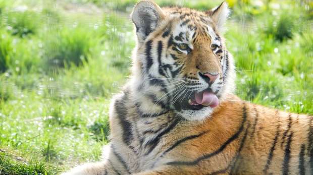 A tiger cub at ZSL Whipsnade Zoo