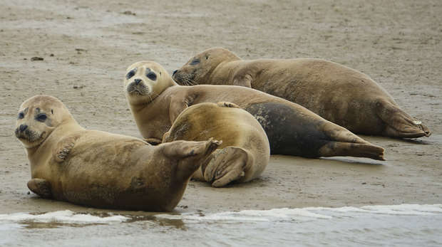 Thames seals