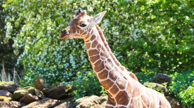 Giraffe calf Khari outside in the sunshine