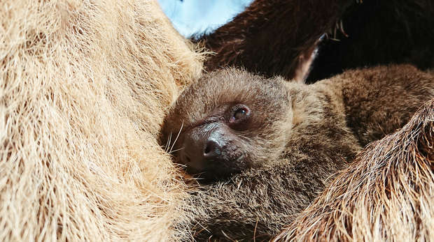 Baby sloth curled up in his mother's arm