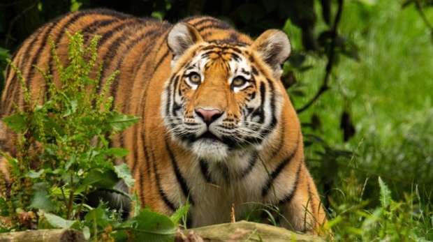 An Amur tiger at ZSL Whipsnade Zoo