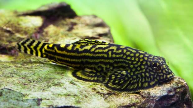 Spotted hillstream loach