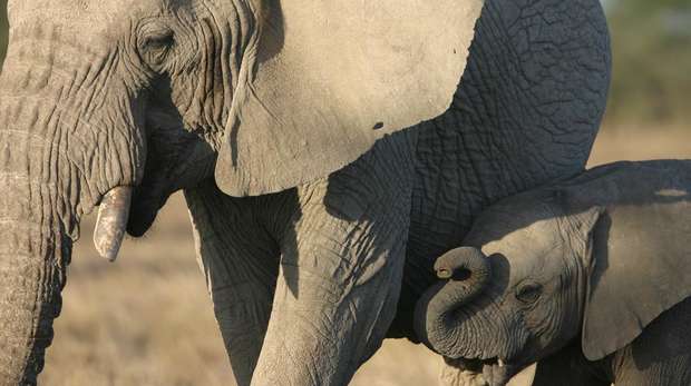Tight cropped photo of a young African elephant stood next to it's mother.