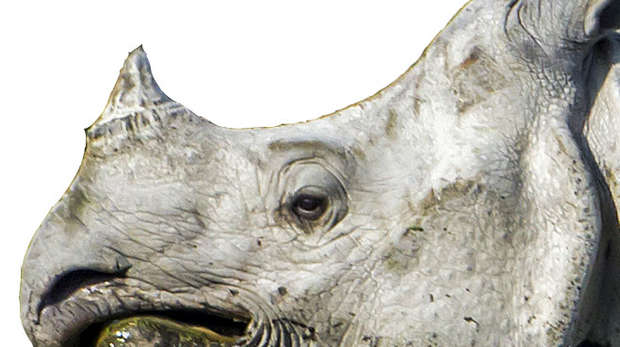 Rhino head side profile