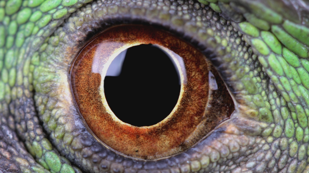A reptile's eye