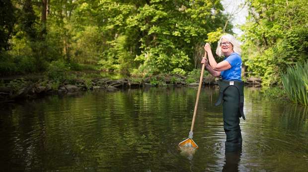Photo - Wide shot of a lady in waterproof waders with a net, standing in the middle of a river.
