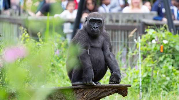 Alika the gorilla at ZSL London Zoo
