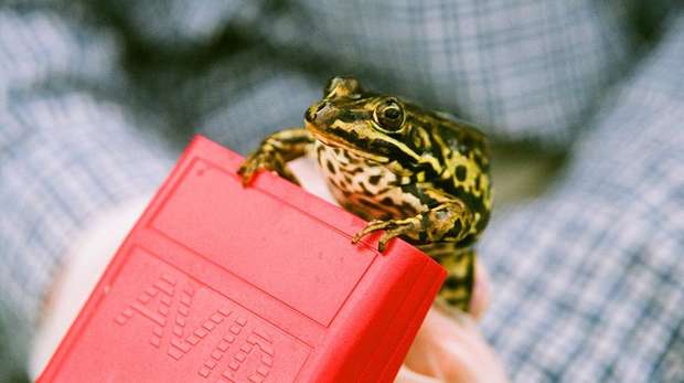 Photo - Close-up photo of a pool frog held and scanned with a small hand-held device