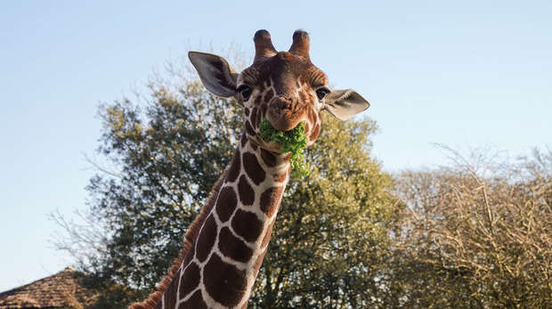 Khari the giraffe at ZSL Whipsnade Zoo