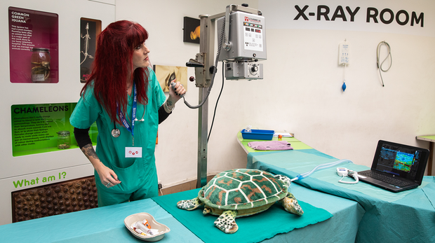 A toy turtle is operated on during Vets in Action activities