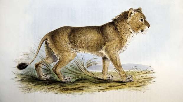 Image - An illustration of a Lion by Edward Lear