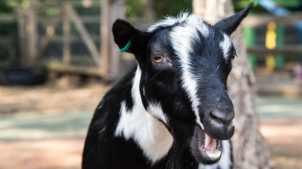 A pygmy goat at ZSL London Zoo