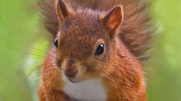 Photo - a red squirrel