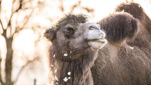 A camel at ZSL London Zoo