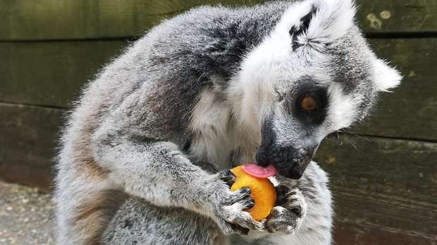 A lemur enjoys a sweet potato ice pop in the sunshine at ZSL London Zoo