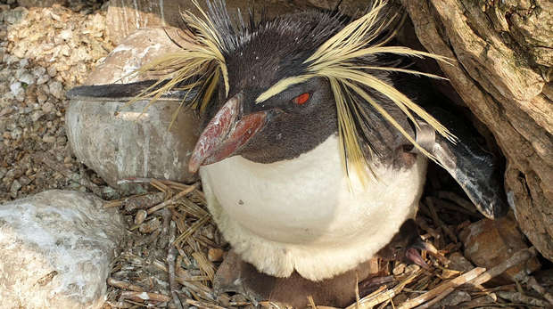 rockhopper penguin with baby