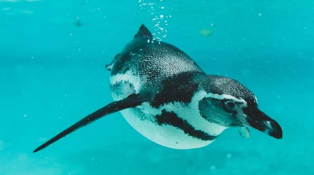 A Humboldt penguin under water at ZSL London Zoo