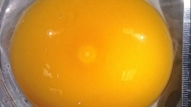Germinal disk on egg