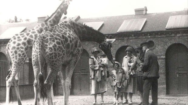 1926 Giraffes and visitors