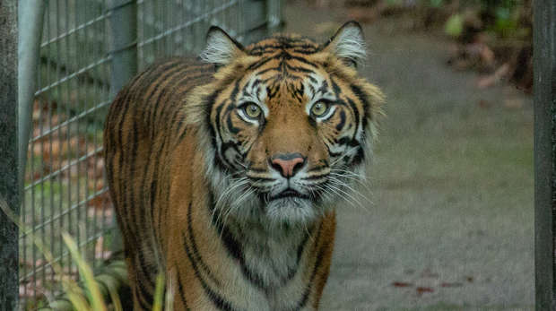 Sumatran tiger Gaysha at ZSL London Zoo