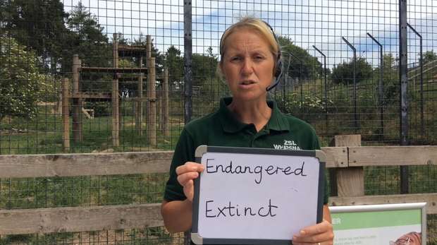 ZSL's online outreach - learning officer danielle hearn - endangered animals