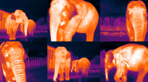 thermal image of an elephant