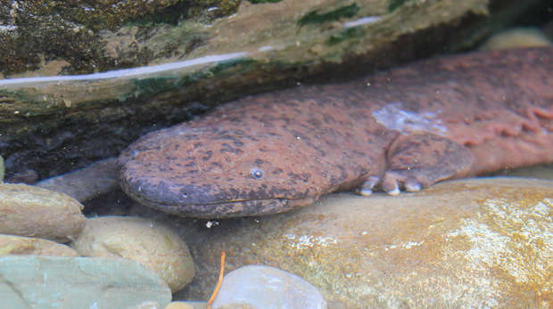 Wild chinese giant salamander