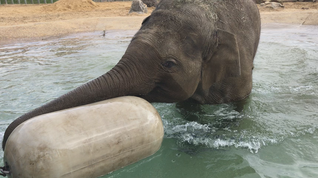 Elizabeth the elephant in the pool at ZSL Whipsnade Zoo