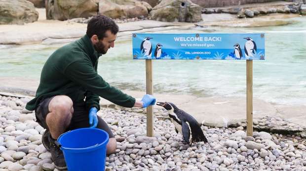 Keeper Paul Taylor-Nelson feeds the penguins before reopening at ZSL London Zoo
