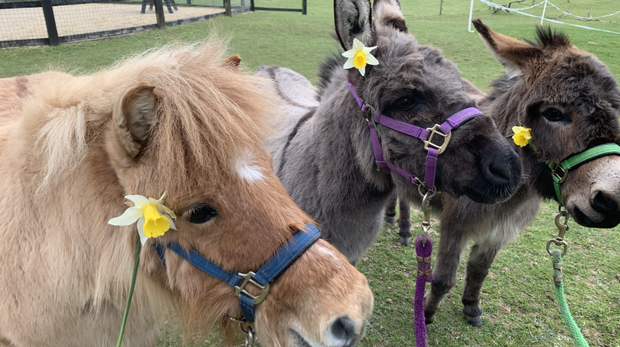  A shetland pony and two miniature donkeys with daffodils