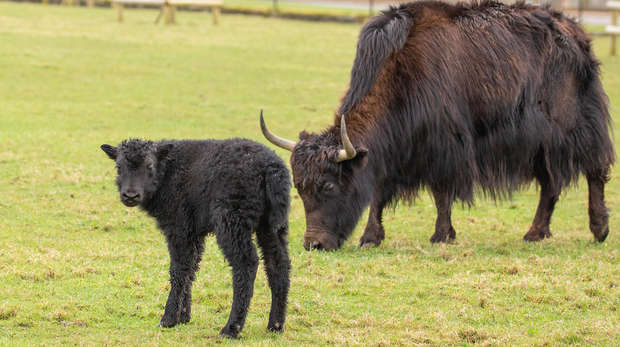 Yak calf Snape with mum Hermione at ZSL Whipsnade Zoo