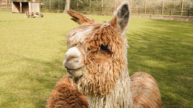 Lima the alpaca at ZSL Whipsnade Zoo
