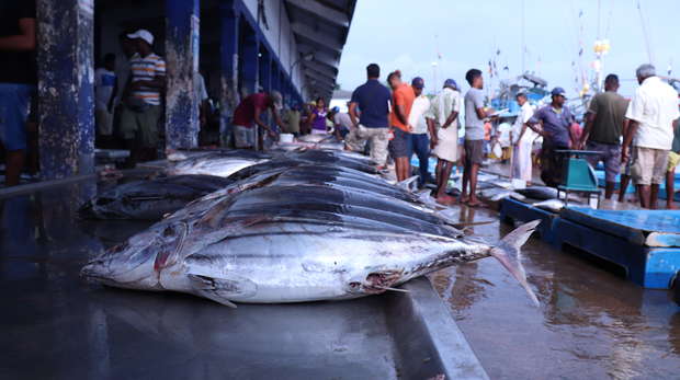 Tuna being sold at field sites (markets) in Sri Lanka