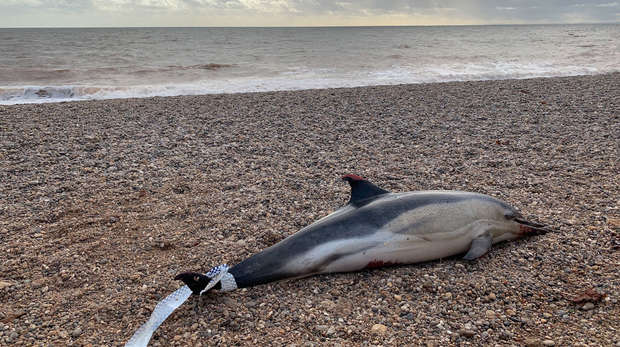 Common dolphin stranded at Branscombe beach