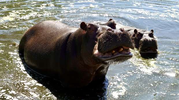 Hippos Hodor and Lola in their pool on a sunny day at ZSL Whipsnade Zoo