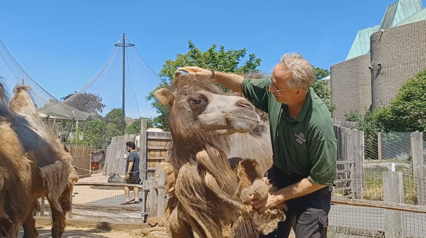 Keeper Mick gives our camels a hair cut at ZSL London Zoo