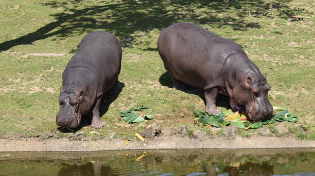 Hodor the hippo enjoys birthday treats alongside mum Lola