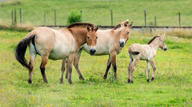 Our Przewalski's foal with her mum and sister at ZSL Whipsnade Zoo