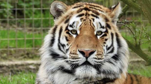 Amur tiger Makari at ZSL Whipsnade Zoo