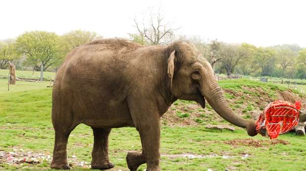An elephant with a pinata on World Elephant Day