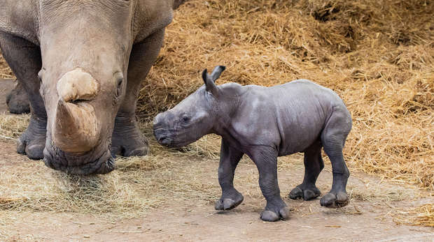 Baby Southern white rhino Nandi and mum Tuli at ZSL Whipsnade Zoo