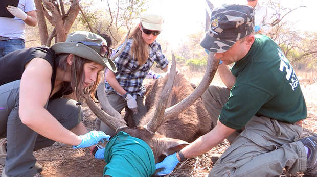 Students carrying out field anaesthesia © Alexandra Thomas, ZSL