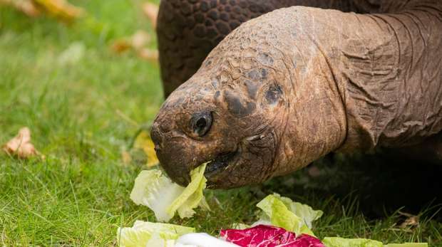 Giant Galápagos tortoise Polly at ZSL London Zoo