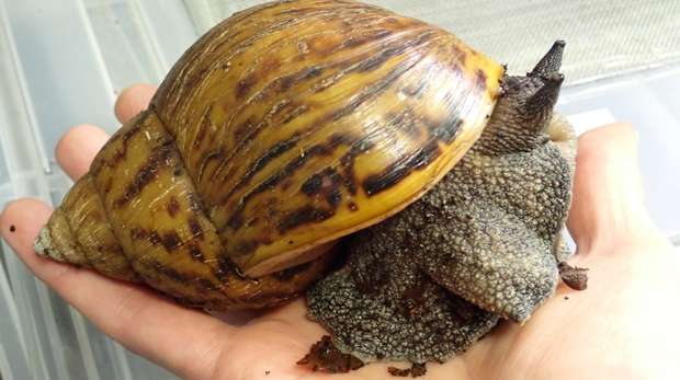 A giant African land snail at ZSL London Zoo