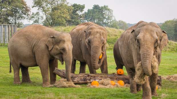 Elephants with pumpkins